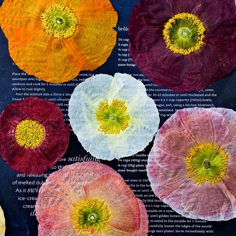 Resin Art Frame - 1pcs, Bunga Poppy Kering Alami untuk