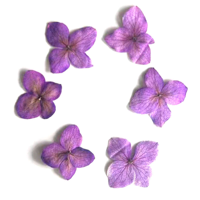 60 Buah Bunga Anna Hydrangea P - Resin Art Frame ulasan dan harga