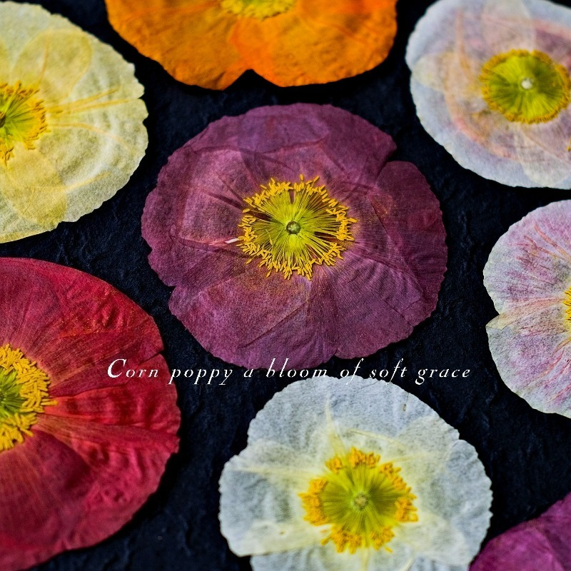 1pcs, Bunga Poppy Kering Alami - Resin Art Frame ulasan dan harga