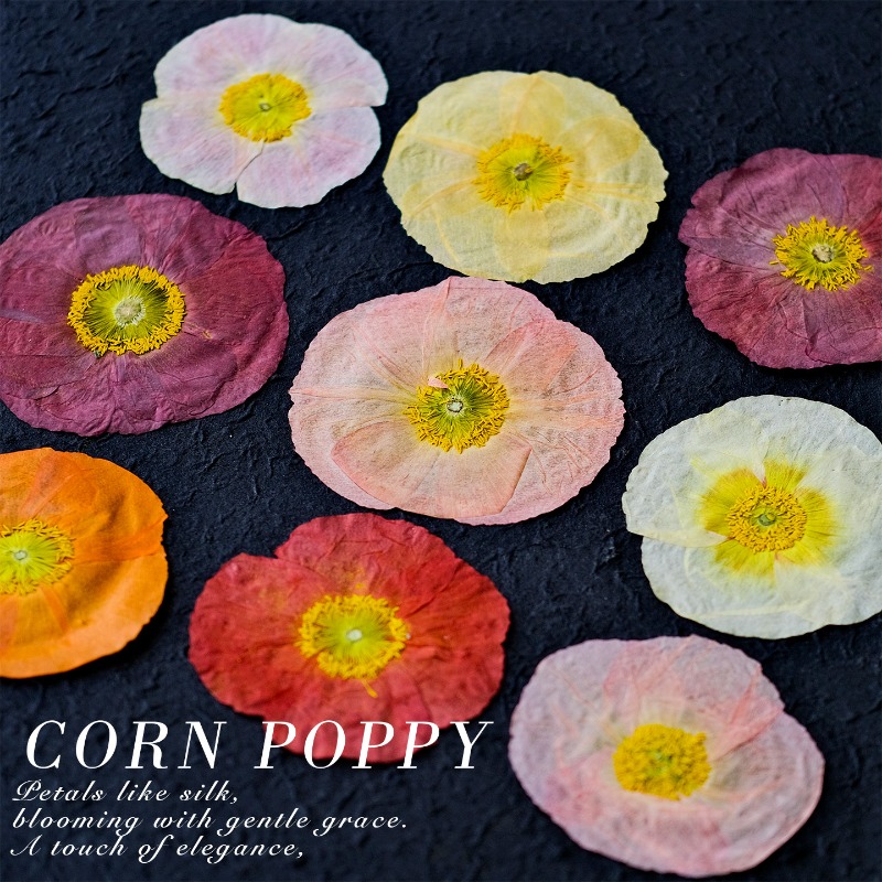1pcs, Bunga Poppy Kering Alami - Resin Art Frame ulasan dan harga
