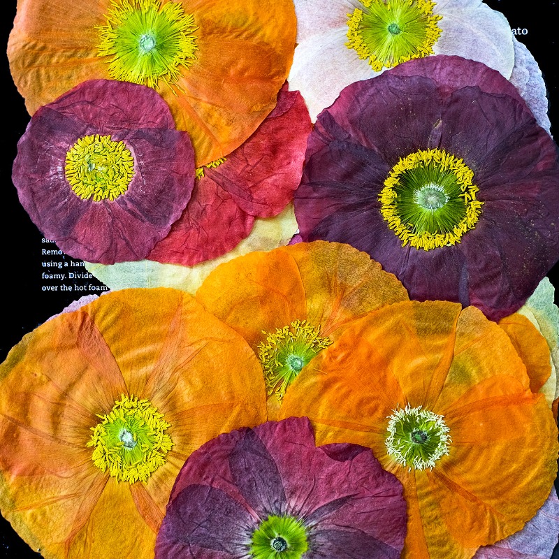 1pcs, Bunga Poppy Kering Alami - Resin Art Frame ulasan dan harga