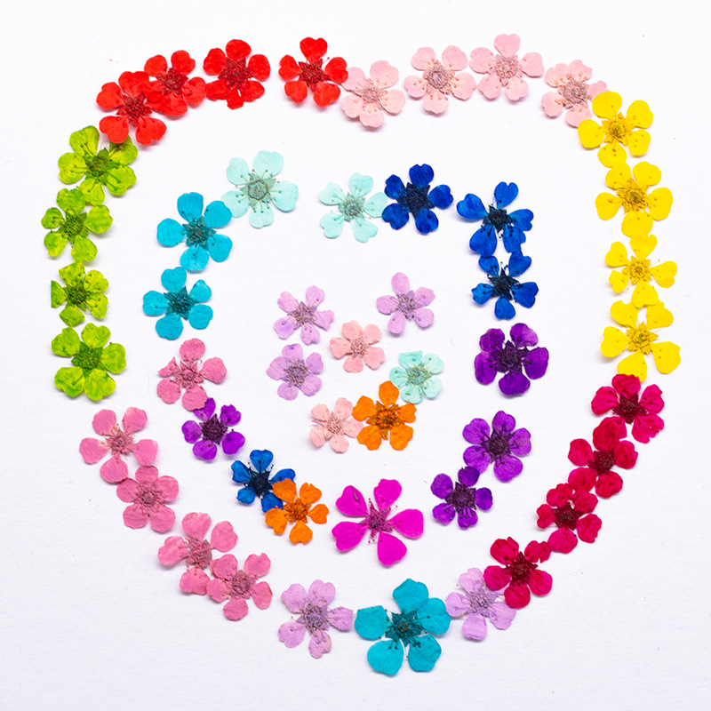 96 Buah Bunga Mini 1.5Cm Alami - Resin Art Frame ulasan dan harga