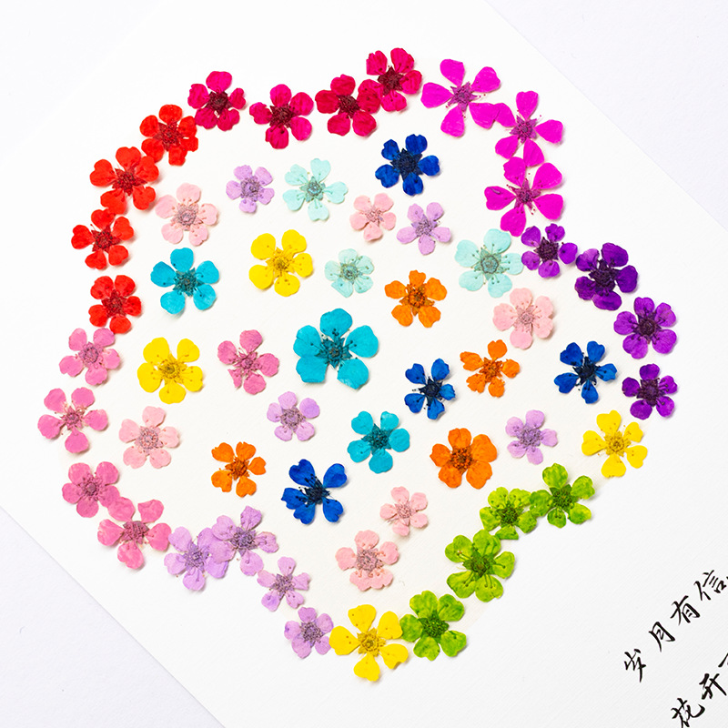 96 Buah Bunga Mini 1.5Cm Alami - Resin Art Frame ulasan dan harga