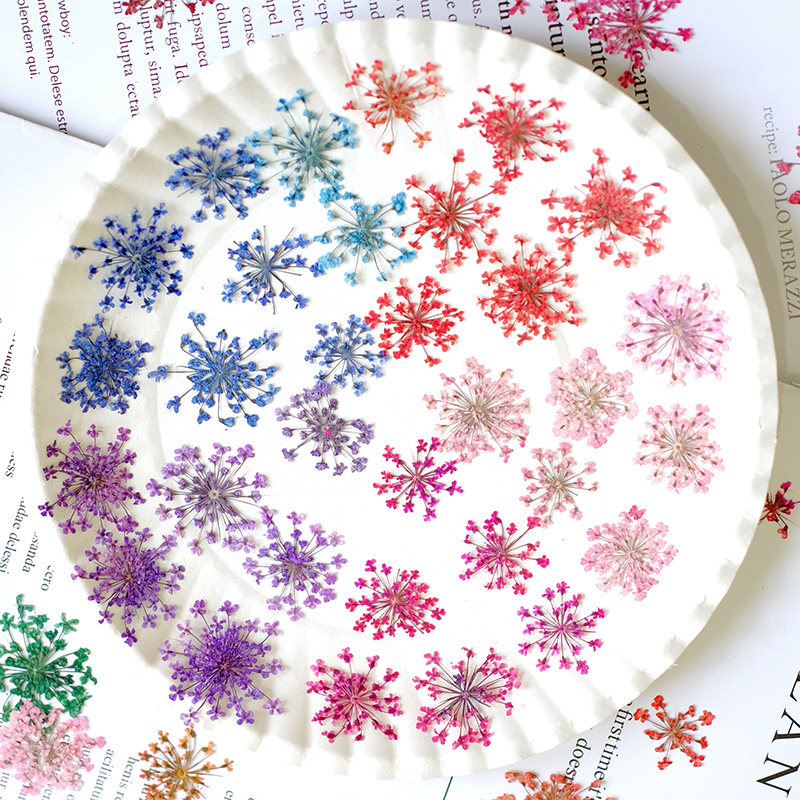 24pcs, 2-2.5cm, Kelopak Bunga  - Resin Art Frame ulasan dan harga
