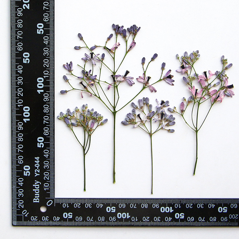 60 Buah Cabang Bunga Pohon Nee - Resin Art Frame ulasan dan harga